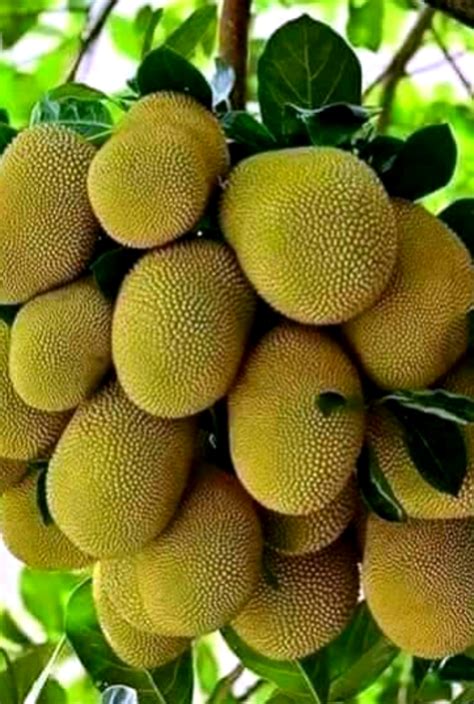 Jackfruit | Jackfruit Health Benefits and Nutrition