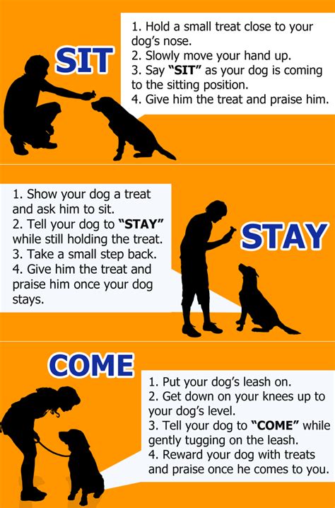 Five Basic Obedience Commands Your Dog Should Learn – VitalCute