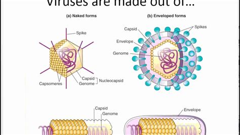 Chapter 5 Intro to Virus Structure - YouTube