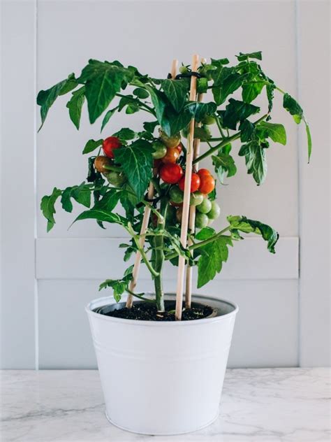 Container Tomatoes: Tips On Growing Tomatoes In Containers