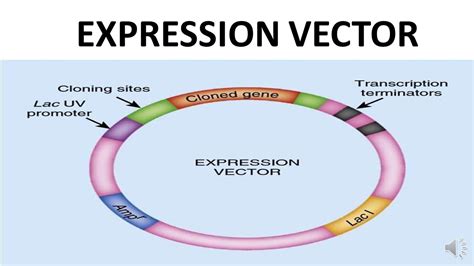 EXPRESSION VECTOR - YouTube