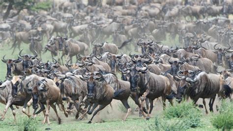 Stampede of Wildebeest | Wildebeest, Animal wallpaper, Tanzania safari