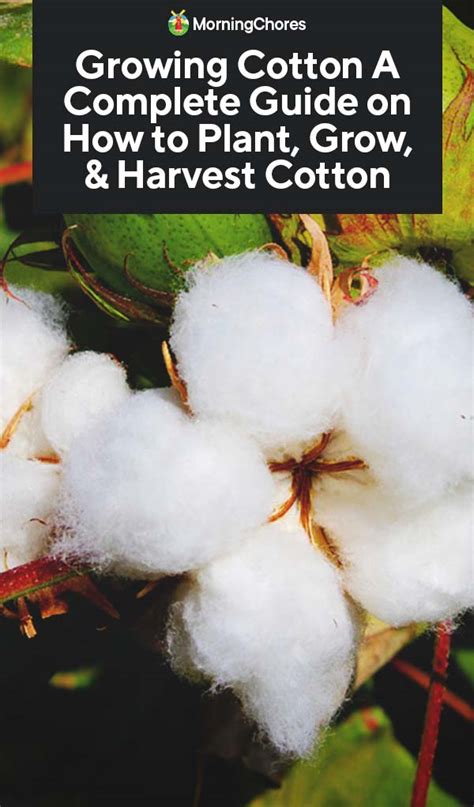 Growing Cotton: A Complete Guide on How to Plant, Grow, & Harvest Cotton