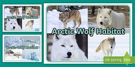 FREE! - Arctic Wolf Habitat Display Photos - Classroom display