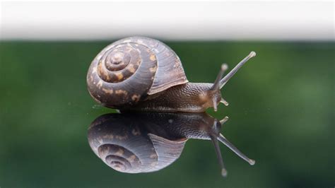 What Is Snail Mucus Really? | Technology Networks