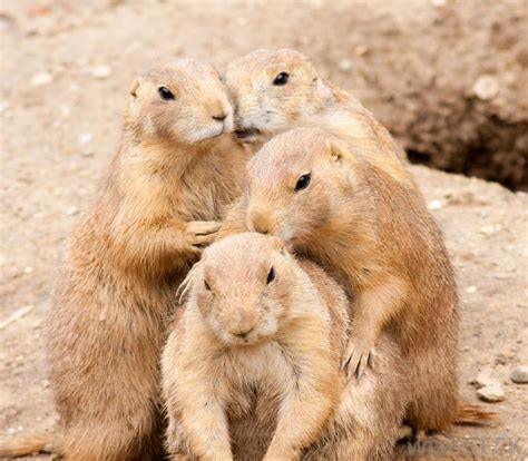 What Is Behavioral Science? (with pictures) | Animal behavior, Prairie dog, Animals