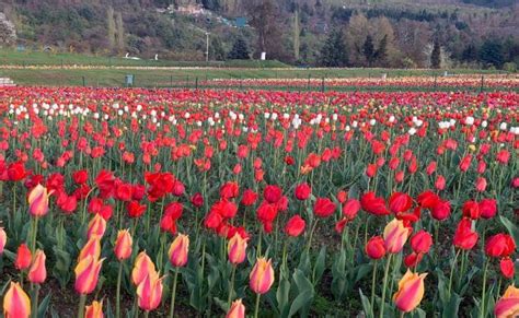 Tulip Festival of Kashmir 2024 | Srinagar Tulip Festival | Kashmir Tourism