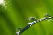 Free picture: water, droplets, grass