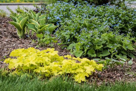 15 Heuchera Varieties That Can Transform Your Shaded Garden