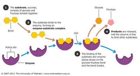 GRADE 11 AP BIOLOGY- ENZYMES Diagram | Quizlet