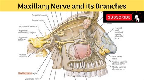 Maxillary Nerve & Its branches #Anatomy #mbbs #education #bds # ...