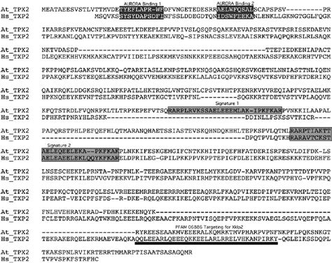 T-Coffee Alignment of Arabidopsis and Human TPX2. | Download Scientific ...