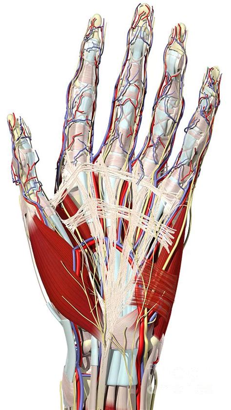 Palmar Surface Of The Hand Photograph by Medical Images, Universal Images Group - Fine Art America