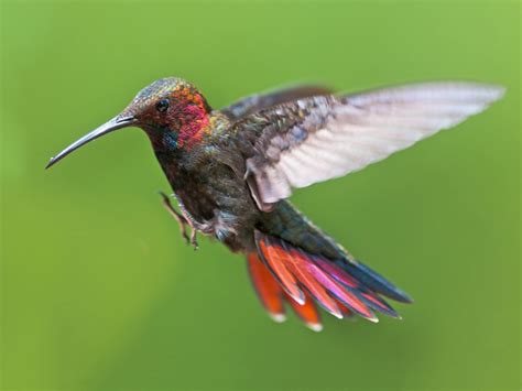 6 Species of Hummingbirds in Jamaica (Pictures & Info) - Animal Hype