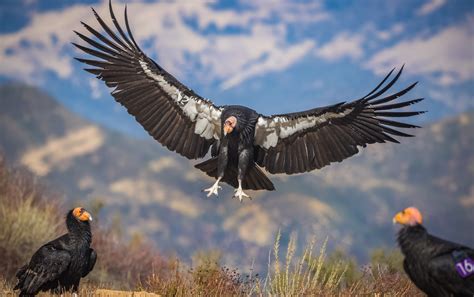 Comeback of the California Condor | Oregon Wild