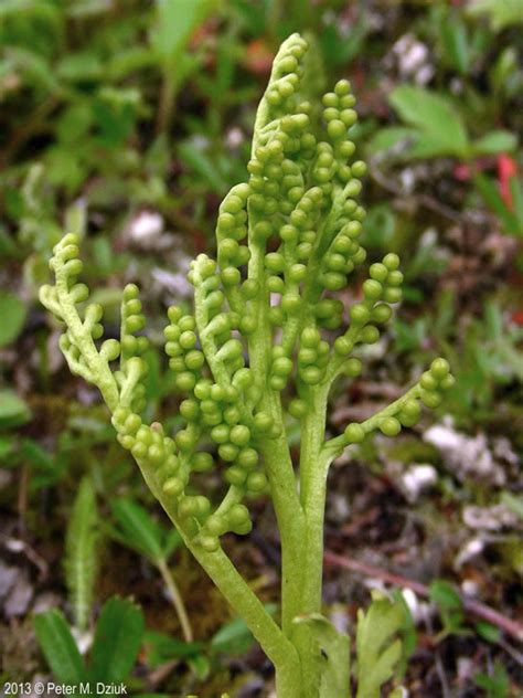 Botrychium matricariifolium (Matricary Grapefern): Minnesota Wildflowers