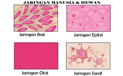 Jaringan Manusia - Homecare24