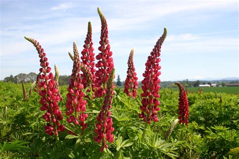 Silver Falls Seed Company - Lupine - Russell Red