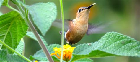 Guatemala Birdwatching - Voltan Adventures