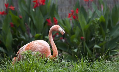 American flamingo | Smithsonian's National Zoo and Conservation Biology ...