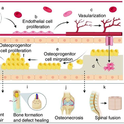 Schematic diagram proposing the role of pericytes in angiogenesis and ...