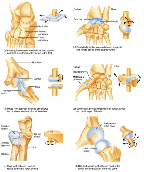 30 HD What Are Examples Of Pivot Joints - insectza