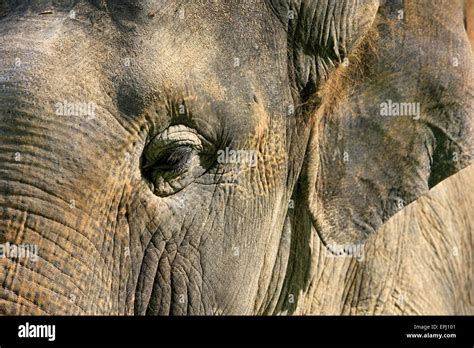 Elephant eye close-up Stock Photo - Alamy