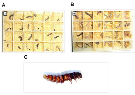 Morphological structure of Helicoverpa armigera. A. Larvae treated with... | Download Scientific ...