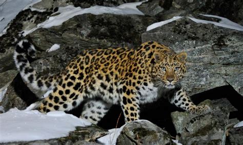 Amur leopard: the world's rarest cat? | WWF