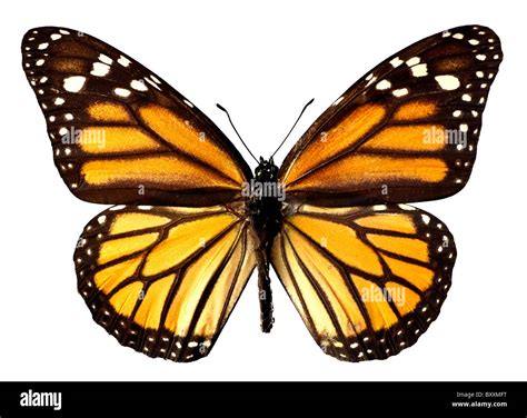 Orange monarch butterfly isolated on the white background Stock Photo ...