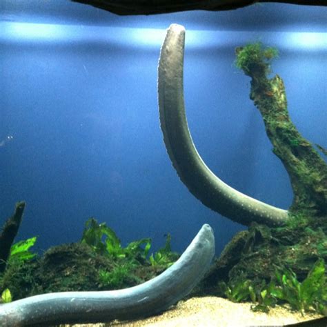 Electric eels | Ocean life, Sea creatures, Water life