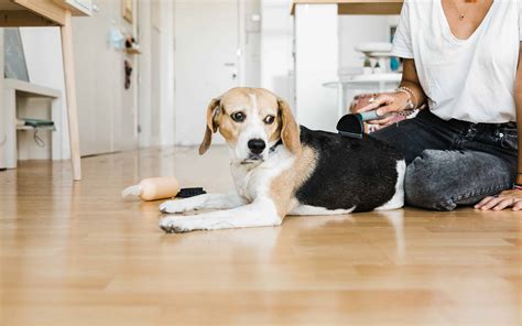 How to Groom a Beagle: 6 Important Steps to Follow - A-Z Animals