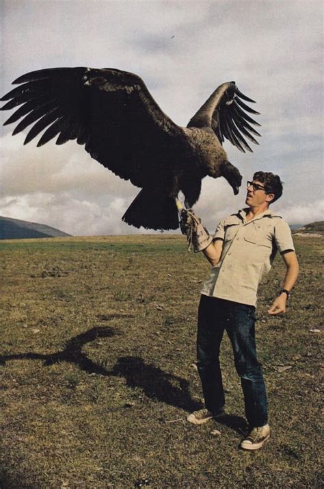 6 month old Andean condor largest flying bird in the world with a ...