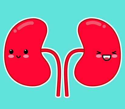 6,133 BEST Kidney Cartoon IMAGES, STOCK PHOTOS & VECTORS | Adobe Stock