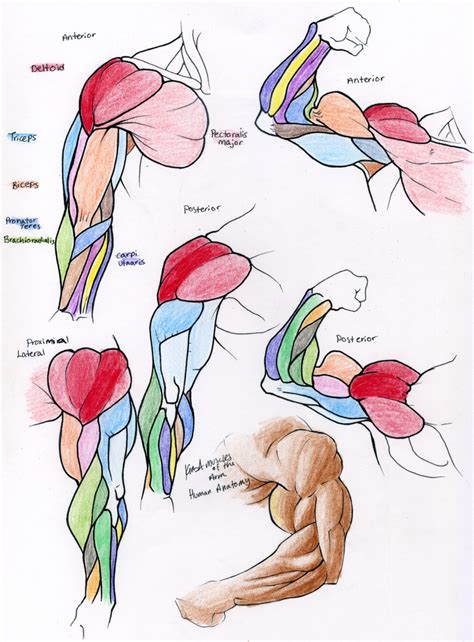 Thigh Muscle Drawing : Labeled Posterior Thigh Muscles | Bocadowasubo