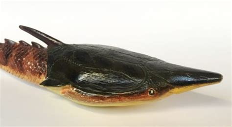 Specimen of the Week 258 : Pteraspis models | UCL UCL Culture Blog