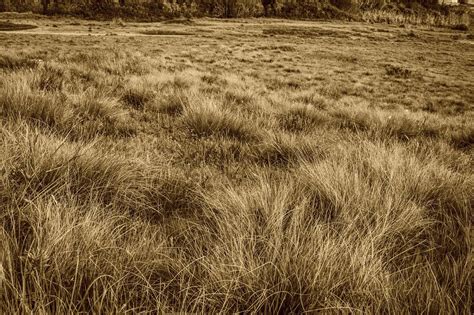 Dry Grass Field - Must Link to https://thoroughlyreviewed.… | Flickr