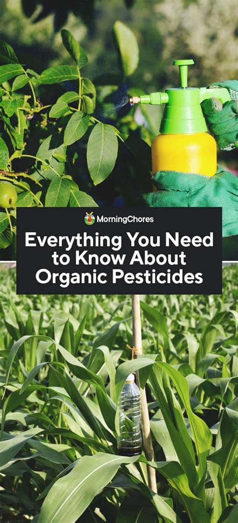 Everything You Need to Know About Organic Pesticides