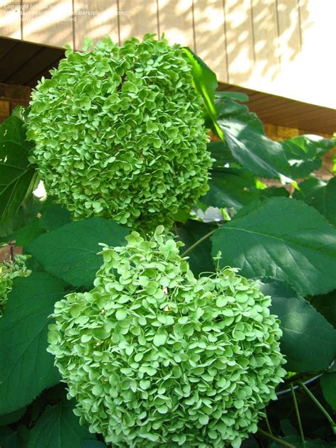 Late summer Annabelle hydrangeas turn from white to green. | Smooth hydrangea, Annabelle ...