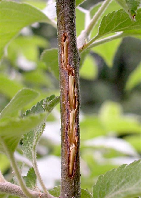 Cyclical cicadas - Good Fruit Grower