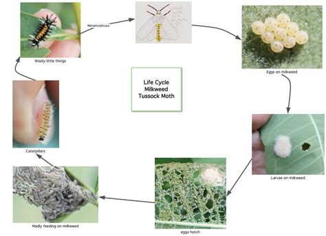 Milkweed Tussock Moth Life Cycle - MOYTHERA