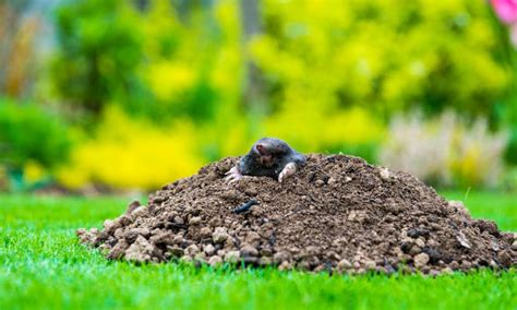 Mole Poop: Everything You've Ever Wanted to Know - A-Z Animals