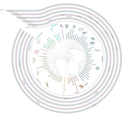 Phylogenetics | Bioinformatics Review