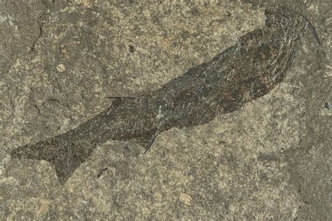 3.1" Carboniferous Spiny Shark (Acanthodes) Fossil - Siberia (#228889) For Sale - FossilEra.com