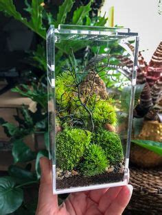 39 Spider terrarium ideas | terrarium, jumping spider, spider