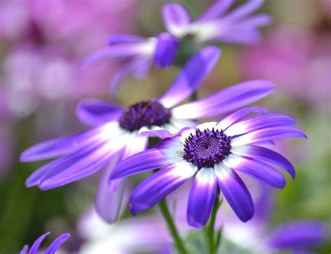 Pretty Purple and White Spring Flowers Photograph by P S - Fine Art America