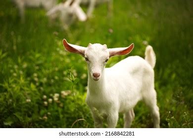 4,698 Baby goats playing Images, Stock Photos & Vectors | Shutterstock