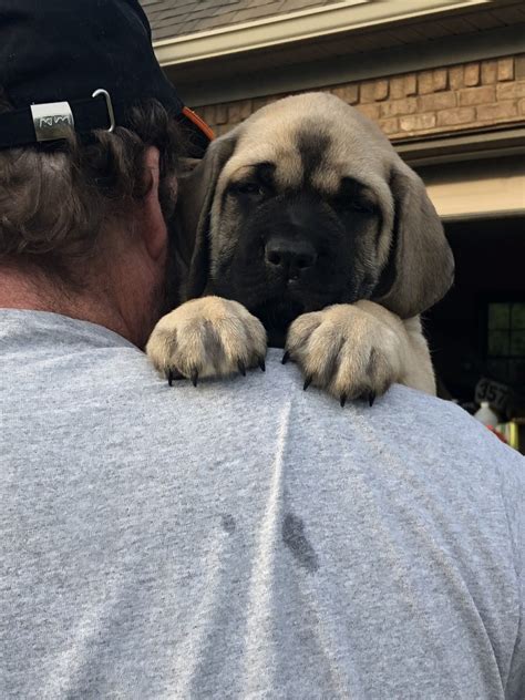 English Mastiff Puppies For Sale | Ellijay, GA #297895