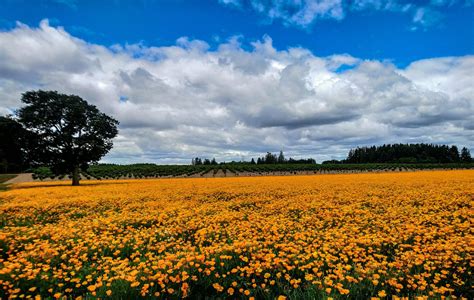 Marion County, Oregon – Our photo of the week