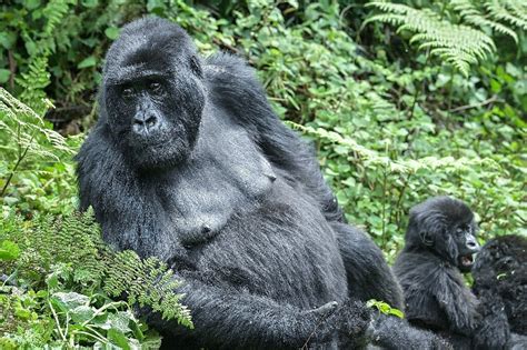 East DR Congo rebel crisis threatens endangered mountain gorillas